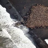 35.000 con hải mã "đổ bộ" lên bờ tạo nên cảnh tượng hùng vĩ