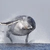 Chiêm ngưỡng cú nhảy ấn tượng của con cá voi lưng gù nặng 40 tấn