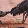 Chó hoang châu Phi cắn nát mũi con mồi trước khi "gặm nhấm"