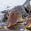 Cá sấu khổng lồ nhận thất bại đau đớn trước chú cua nhỏ bé