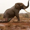 Cứu sống một chú voi bị trúng tên độc có cặp ngà khổng lồ