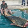 Ngư dân mệt nhoài "vật lộn" với con cá da trơn nặng 100kg