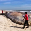 Xác cá voi khổng lồ với vết cắn lớn trên lưng dạt bờ
