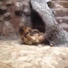 Du khách kinh hãi chứng kiến sư tử cắn chết bạn đời trong vườn thú