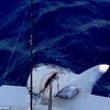 Cậu bé 12 tuổi bắt được cá mập hổ trong chuyến đi câu đầu tiên