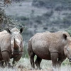 Loài tê giác trắng phương Bắc đối mặt với nguy cơ tuyệt chủng
