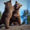 [Photo] Cận cảnh những màn "tỉ thí" đáng yêu của gấu nâu