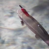 Tranh cãi vì bức ảnh con cá hồi nước ngọt bị dao cắm vào đầu