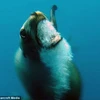 Sư tử biển nổi giận "sùi bọt mép" lao vào tấn công thợ lặn