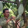 Cacao được mùa, giá tăng 30% so với cùng kỳ năm ngoái