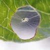 Con nhện làm tổ ngay trong chiếc lá chú sâu bướm đang ăn