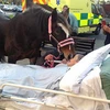 Cảm động nụ hôn tiễn biệt của chú ngựa với người chủ bị ung thư