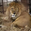 Hình ảnh đau lòng về chú sư tử bị gánh xiếc tra tấn dã man