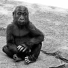Chú khỉ đột con xấu số bị cửa thủy lực đè bẹp đến chết