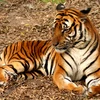 Số lượng hổ hoang dã trong tự nhiên sẽ được xác định vào 2016