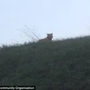 Người dân hoảng sợ khi phát hiện con hổ lang thang gần bãi đỗ xe