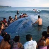 Người dân chung sức giải cứu chú cá voi khổng lồ bị mắc kẹt