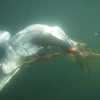 Tranh cãi xung quanh việc chú cá mập trắng bị chết vì mắc lưới