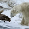 Gấu Bắc Cực ngậm ngùi bỏ đi khi gặp phải chú chó quá hung dữ