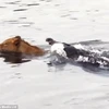 Sư tử may mắn thoát chết khi bị cá sấu tấn công dưới sông