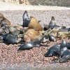 Điều tra nguyên nhân khiến 500 con sư tử biển bị chết và dạt bờ