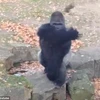 Khỉ đột tức giận ném đá vào du khách đang quay phim mình