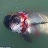 Hải cẩu "sát thủ" ăn thịt cá heo có thể tấn công con người
