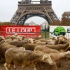 Hàng trăm con cừu tới tháp Eiffel phản đối việc bảo vệ loài sói