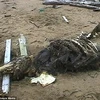 Bí ẩn bộ xương của "quái vật" lạ xuất hiện ở bờ biển nước Nga