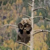 Chú gấu nâu gây bất ngờ khi leo lên cây để ngủ và "giải sầu"