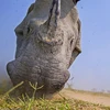 Tê giác một sừng "phát điên" khi phát hiện bị quay trộm