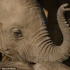 Chú voi con đau đớn khi thấy voi mẹ bị kẻ săn trộm bắn chết