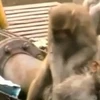Chú khỉ thông minh cứu bạn bị điện giật thoát khỏi "lưỡi hái tử thần" 