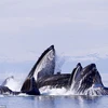 Cận cảnh màn săn mồi ấn tượng của những con cá voi lưng gù