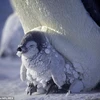 Ngỡ ngàng trước cảnh chim cánh cụt con được cả đàn che ấm