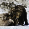 Cận cảnh cuộc chiến gay cấn, khốc liệt giữa hai con gấu xám
