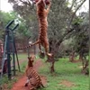 [Video] Cận cảnh cú nhảy cao đớp mồi ấn tượng của con hổ
