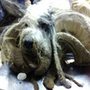 Chú chó tội nghiệp có bộ lông đáng sợ vì bị bỏ quên một năm