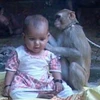 Chú khỉ lạ bỗng nhiên chui vào nhà và kết thân với bé gái