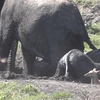 Chú linh dương con đáng thương bị đàn voi giẫm đạp đến chết