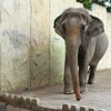 Đau khổ và bệnh tật đe dọa tính mạng chú voi cô đơn nhất thế giới 