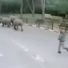 Ba con tê giác "vượt ngục" khi nhân viên bảo vệ sở thú ngủ gật