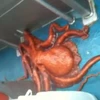 Con bạch tuộc khéo léo thực hiện màn "vượt ngục" ấn tượng