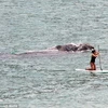 Nghẹt thở với cảnh người phụ nữ bị cá voi khổng lồ rượt đuổi