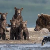 Những chú gấu con ngơ ngác, sợ hãi khi thấy mẹ bắt cá hồi