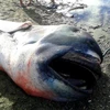 Con cá mập quý hiếm bất ngờ dạt vào một bờ biển ở Philippines
