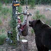 Chú gấu kiên trì chờ 14 tiếng để ăn miếng mồi bị dính điện