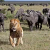 Sư tử chạy thục mạng khi bị đàn trâu rừng hung dữ truy đuổi