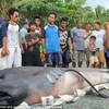 Ngư dân Philippines hào hứng khi bắt được cá mập quý hiếm