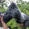 Khỉ đột cao 2m tức giận vì bị chụp ảnh, lao vào tấn công người